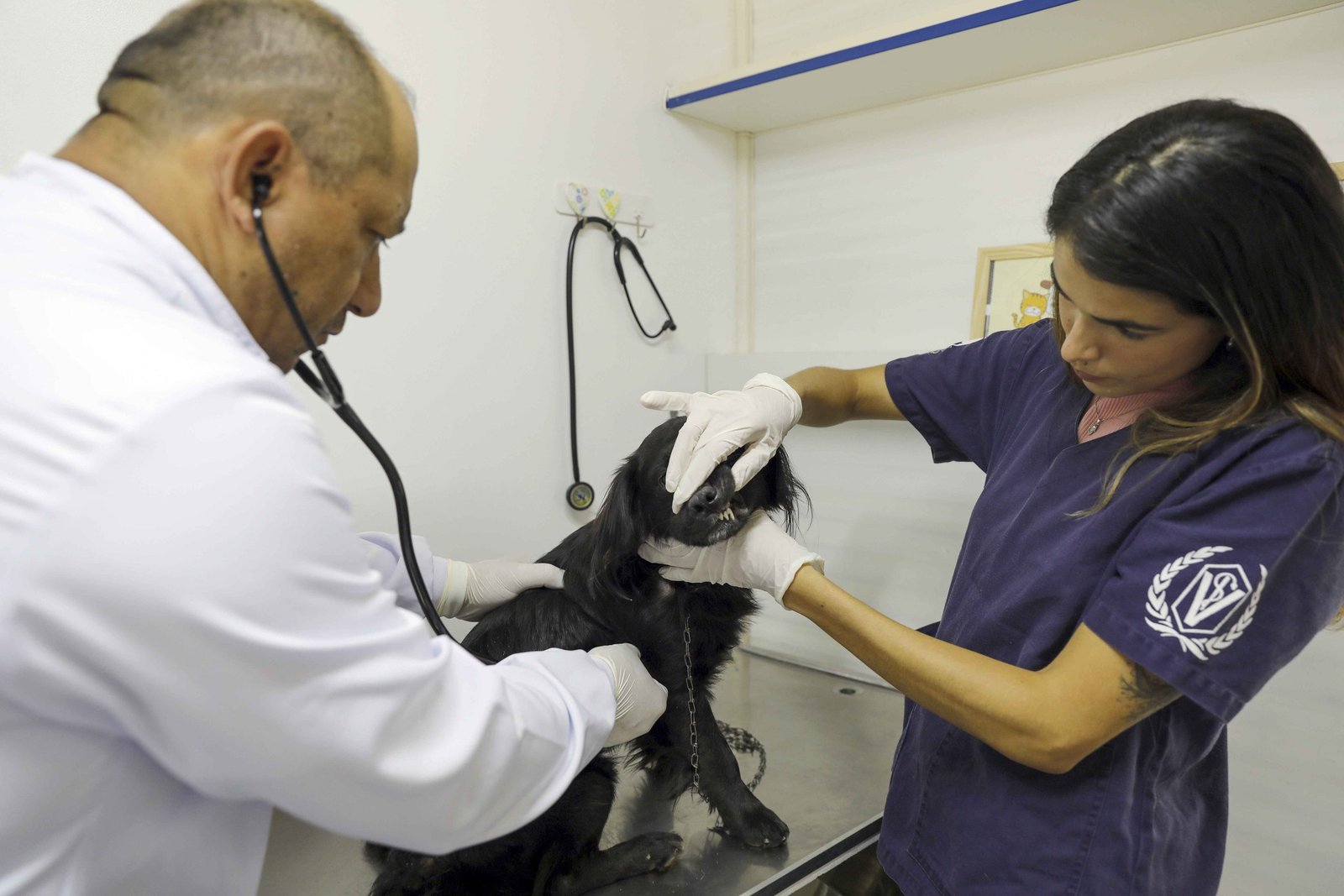 Hvep móvel leva atendimento veterinário gratuito ao Varjão